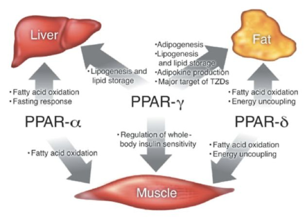 The benefits of daily perspiration with far-infrared thermotherapy are amazing